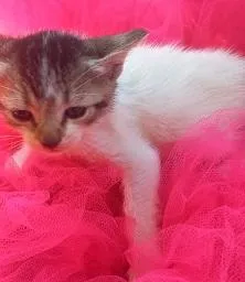 Gato raça SRD-ViraLata idade 2 a 6 meses nome GATOS da Tia JANE