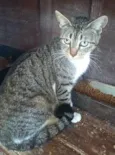 GATOS da Tia JANE