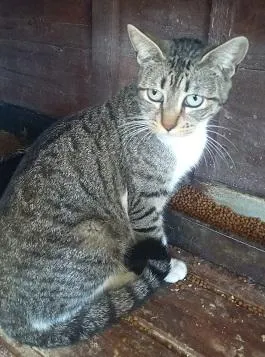 Gato raça SRD-ViraLata idade 2 a 6 meses nome GATOS da Tia JANE
