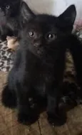 GATOS da Tia JANE