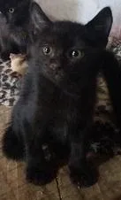 Gato raça SRD-ViraLata idade 2 a 6 meses nome GATOS da Tia JANE
