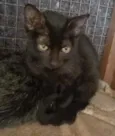 GATOS da Tia JANE