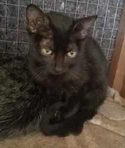 Gato raça SRD-ViraLata idade 2 a 6 meses nome GATOS da Tia JANE