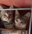 GATOS da Tia JANE
