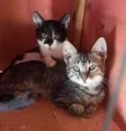 GATOS da Tia JANE