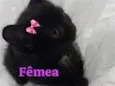 GATOS da Tia JANE