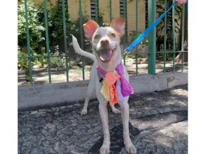 Cachorro raça SRD-ViraLata idade 1 ano nome Maia 