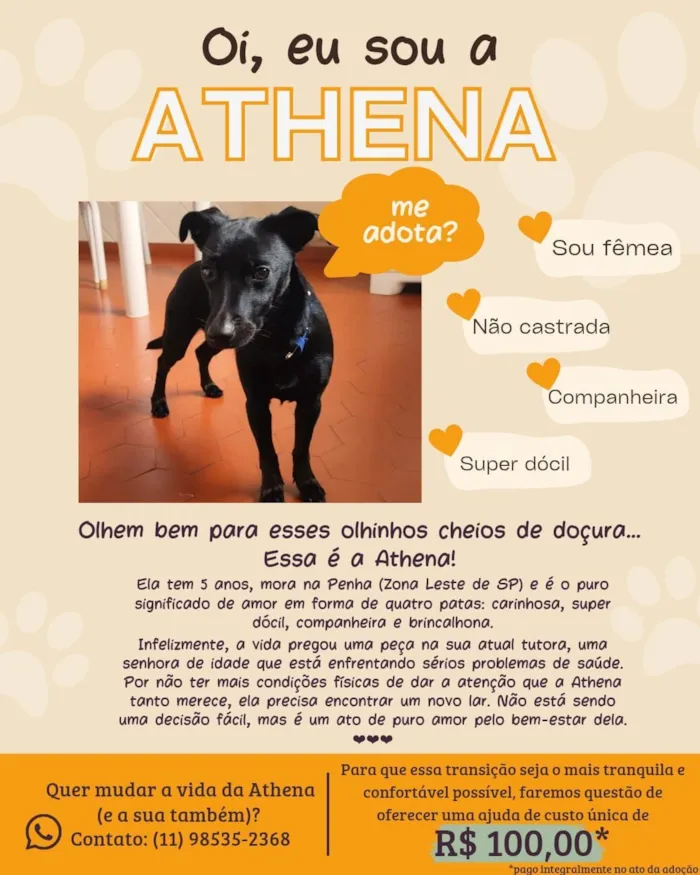 Cachorro raça SRD-ViraLata idade 5 anos nome Athena