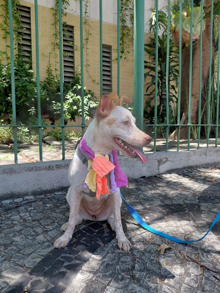 Cachorro raça SRD-ViraLata idade 1 ano nome Maia 