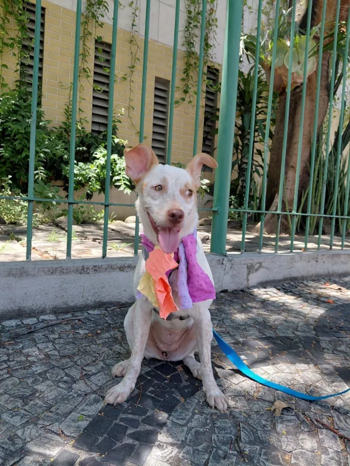 Cachorro raça SRD-ViraLata idade 1 ano nome Maia 