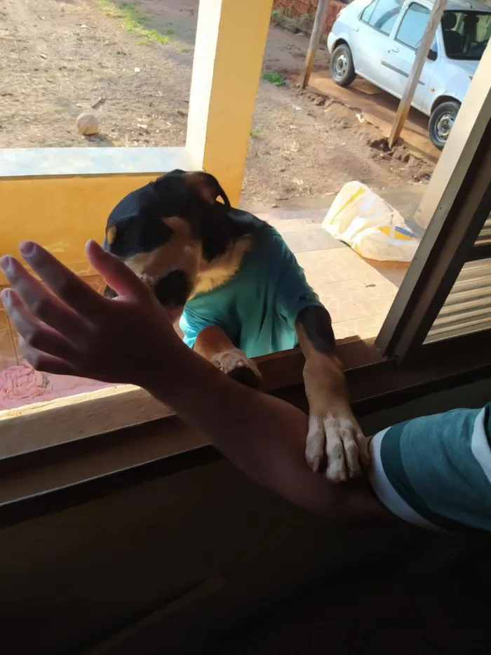 Cachorro raça SRD-ViraLata idade 1 ano nome Teco
