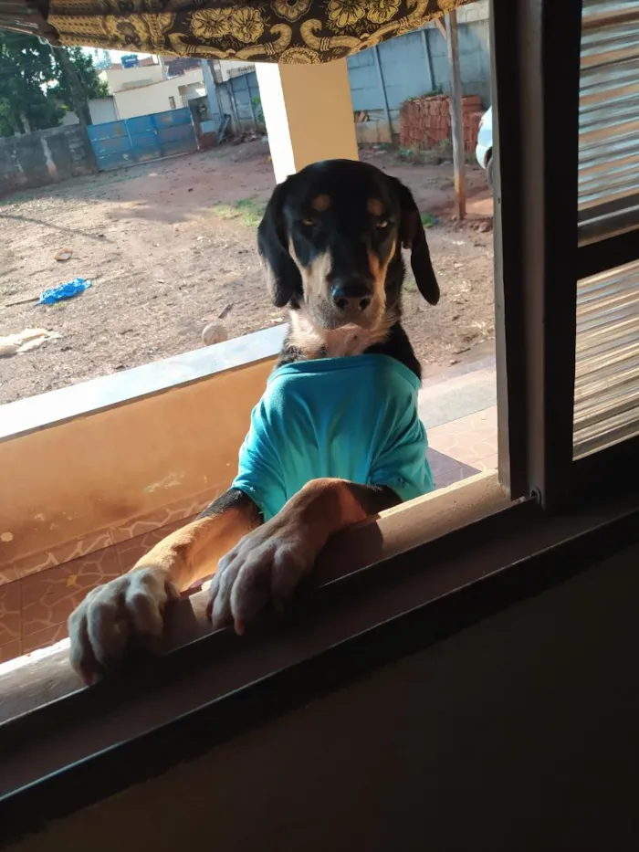 Cachorro raça SRD-ViraLata idade 1 ano nome Teco
