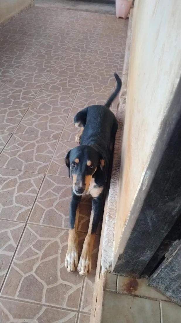Cachorro raça SRD-ViraLata idade 1 ano nome Teco