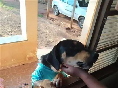 Cachorro raça SRD-ViraLata idade 1 ano nome Teco