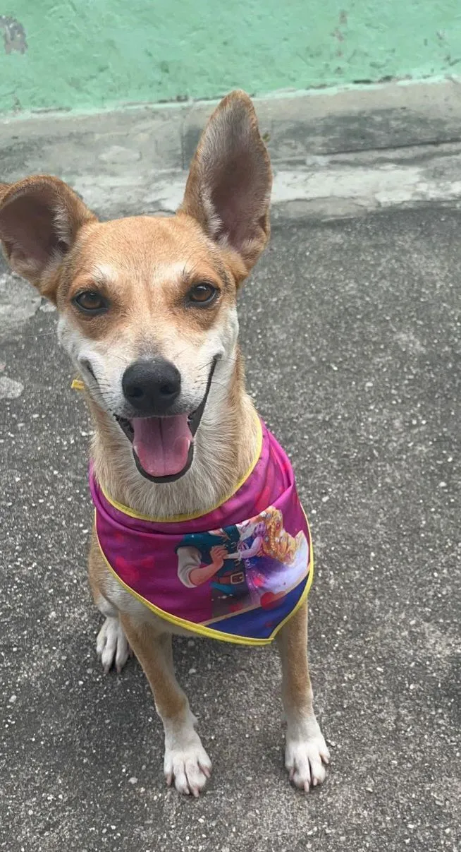 Cachorro raça SRD-ViraLata idade 1 ano nome leona 