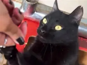 Gato raça SRD-ViraLata idade 2 anos nome Hermes