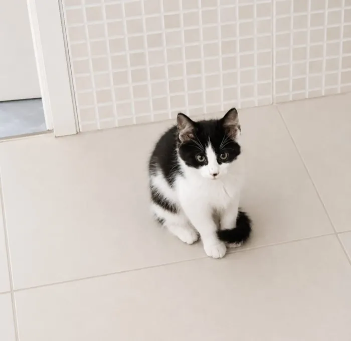 Gato raça SRD-ViraLata idade 2 a 6 meses nome Zafir 