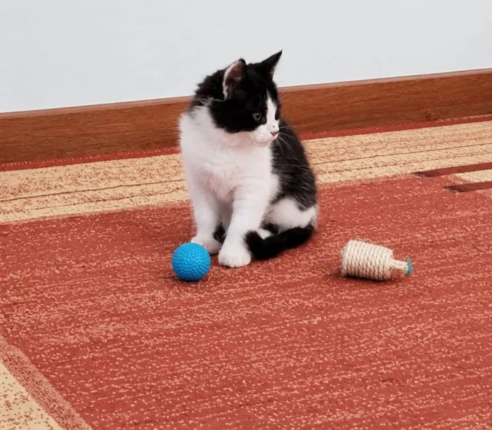 Gato raça SRD-ViraLata idade 2 a 6 meses nome Zafir 