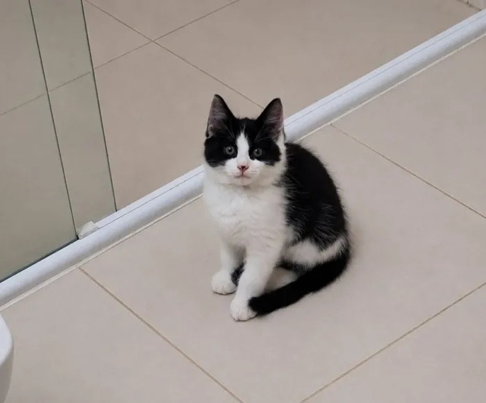 Gato raça SRD-ViraLata idade 2 a 6 meses nome Zafir 