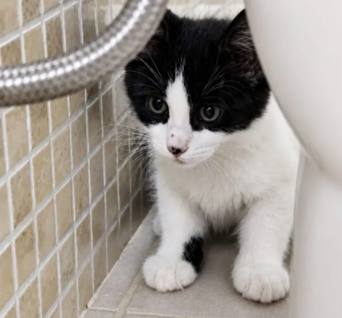 Gato raça SRD-ViraLata idade 2 a 6 meses nome Zafir 