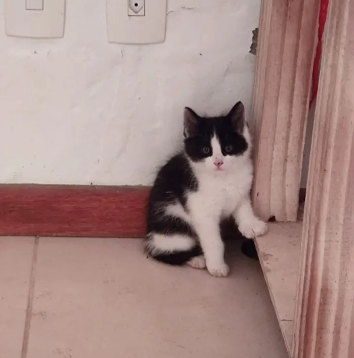 Gato raça SRD-ViraLata idade 2 a 6 meses nome Zafir 