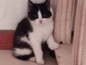 Gato raça SRD-ViraLata idade 2 a 6 meses nome Zafir 