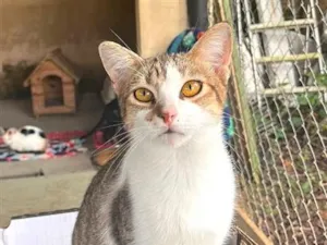 Gato raça SRD-ViraLata idade 7 a 11 meses nome Fredy