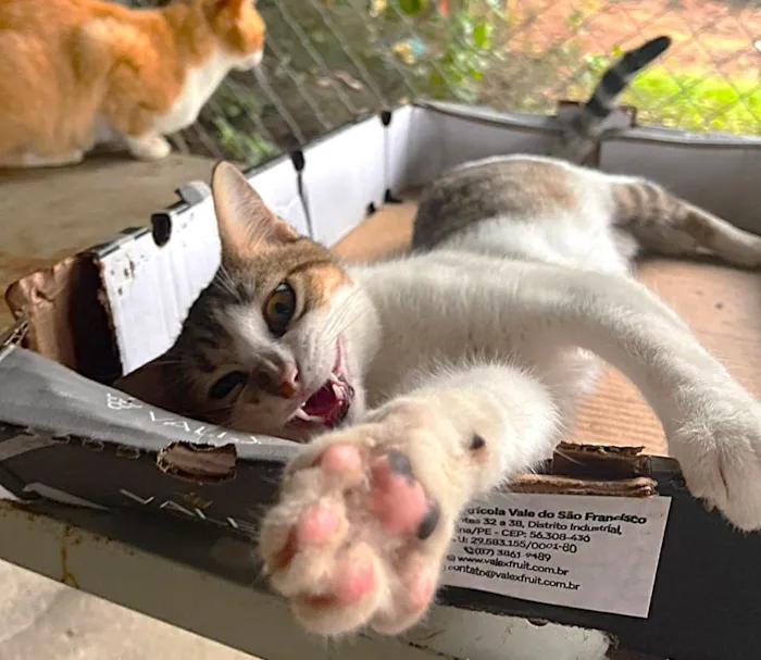 Gato raça SRD-ViraLata idade 7 a 11 meses nome Fredy