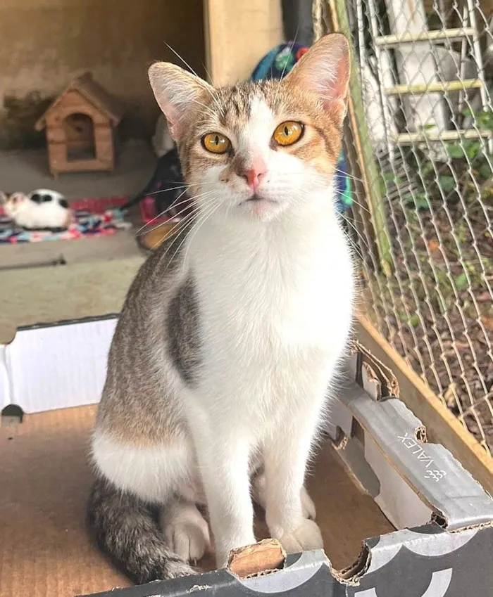 Gato raça SRD-ViraLata idade 7 a 11 meses nome Fredy