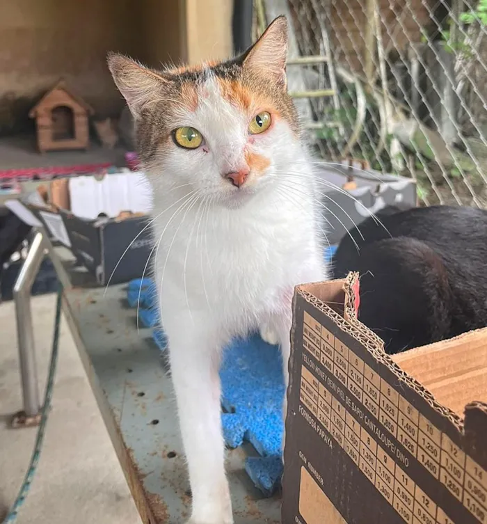Gato raça SRD-ViraLata idade 2 anos nome Nina