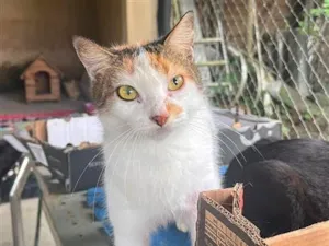 Gato raça SRD-ViraLata idade 2 anos nome Nina