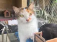 Nina