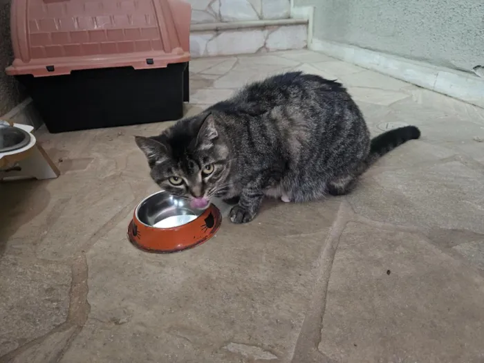 Gato raça SRD-ViraLata idade 6 ou mais anos nome Jujuba