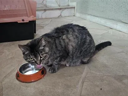Gato raça SRD-ViraLata idade 6 ou mais anos nome Jujuba