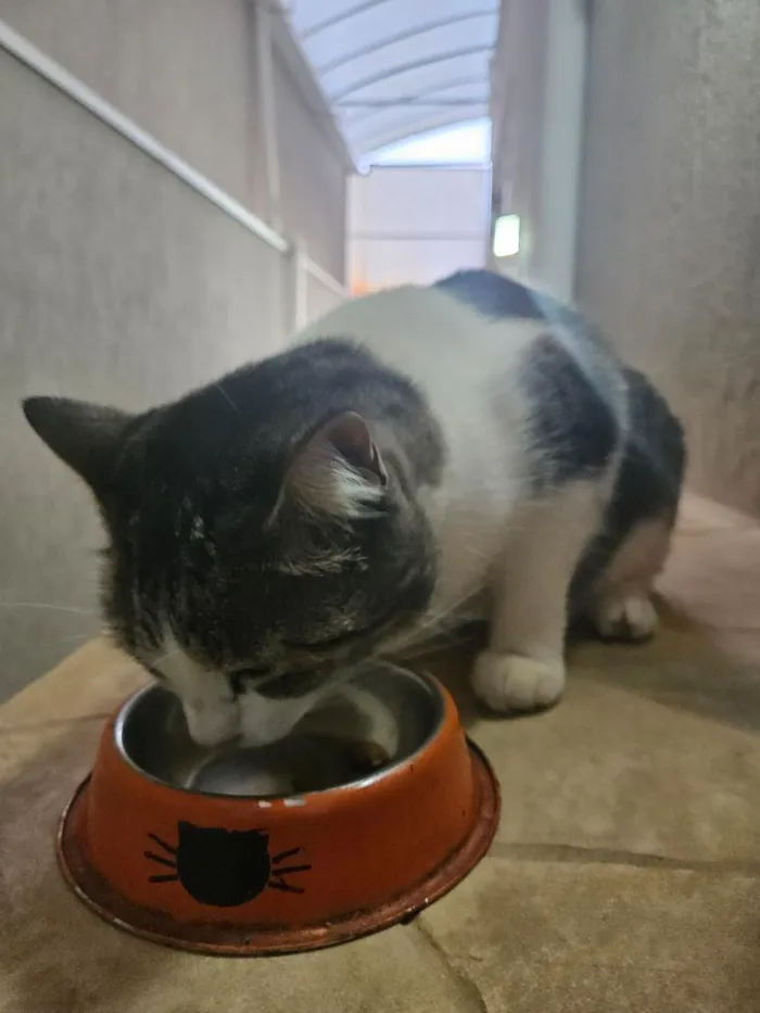 Gato raça SRD-ViraLata idade 6 ou mais anos nome Pipoca