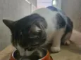 Pipoca
