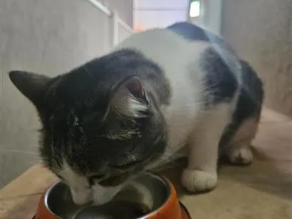 Gato raça SRD-ViraLata idade 6 ou mais anos nome Pipoca