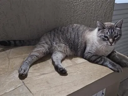Gato raça SRD-ViraLata idade 1 ano nome Mingau