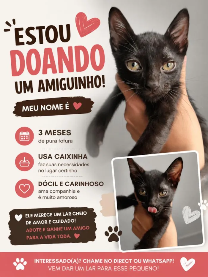 Gato raça SRD-ViraLata idade 2 a 6 meses nome gatinho 