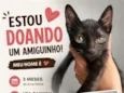 gatinho 