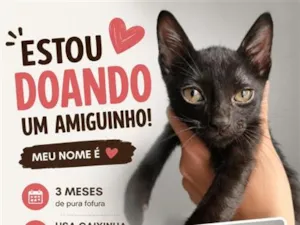 Gato raça SRD-ViraLata idade 2 a 6 meses nome gatinho 