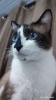 Bob