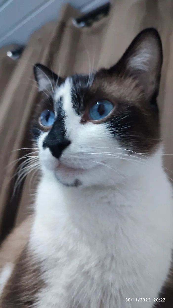 Gato raça SRD-ViraLata idade 3 anos nome Bob