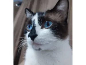 Gato raça SRD-ViraLata idade 3 anos nome Bob