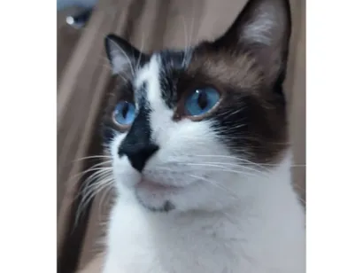 Gato raça SRD-ViraLata idade 3 anos nome Bob