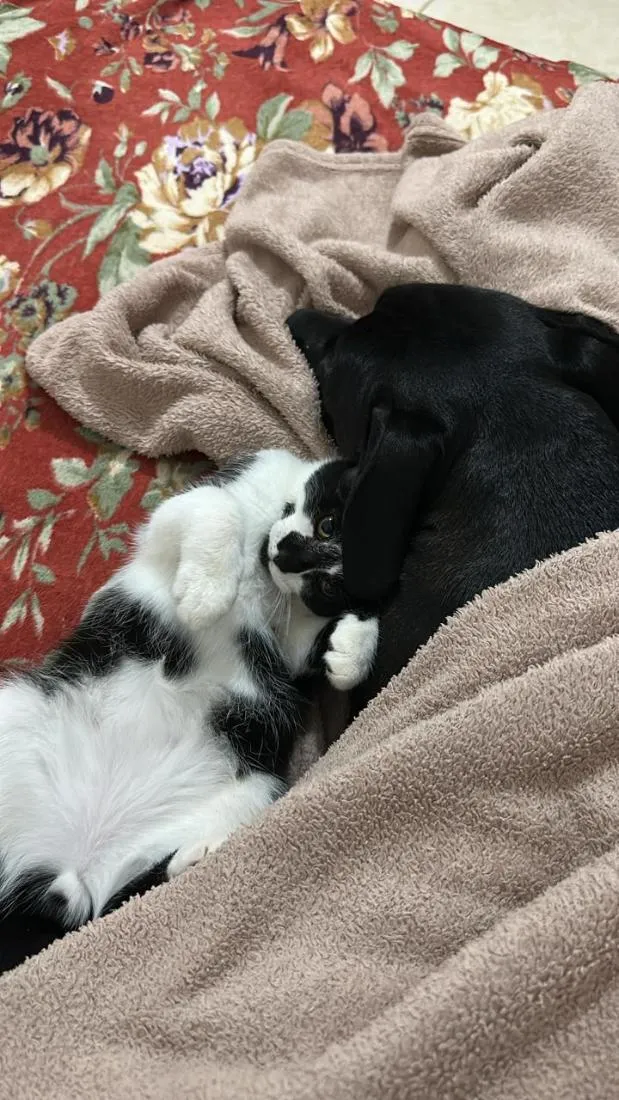 Gato raça SRD-ViraLata idade 2 a 6 meses nome Floquinho
