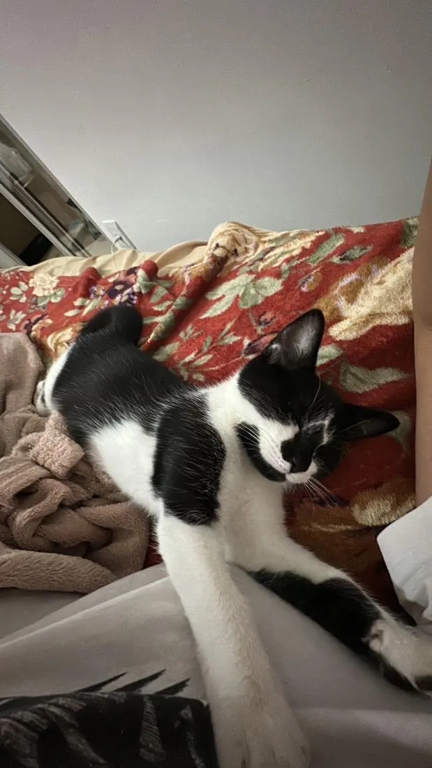 Gato raça SRD-ViraLata idade 2 a 6 meses nome Floquinho