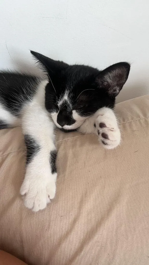 Gato raça SRD-ViraLata idade 2 a 6 meses nome Floquinho