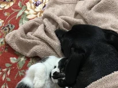 Gato raça SRD-ViraLata idade 2 a 6 meses nome Floquinho