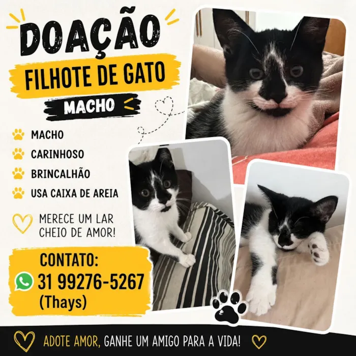 Gato raça SRD-ViraLata idade 2 a 6 meses nome Floquinho